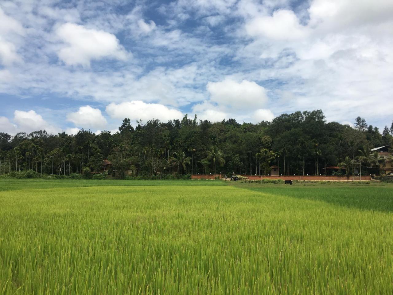 Paddy View Luxury Villa