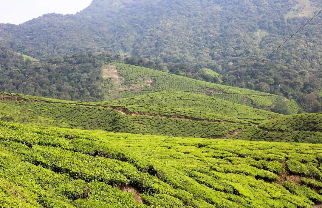 Green Garden Ayurvedic Resort & Green House-1