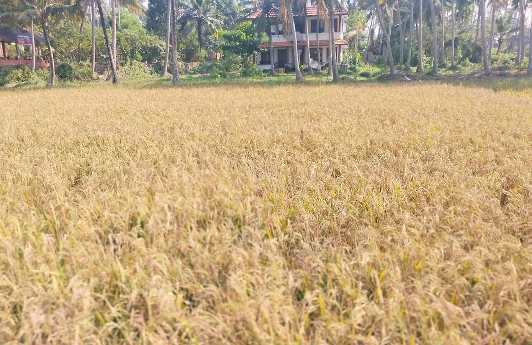Paddy Farm Heritage-1