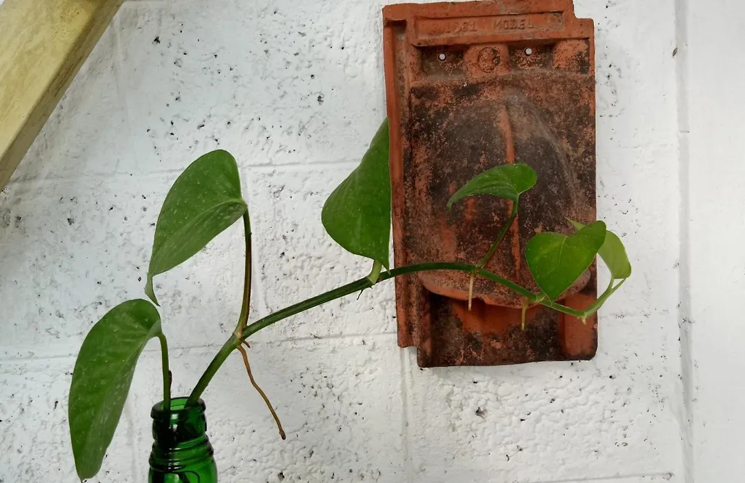 Adams Wood House Ayurveda Homestay Retreat Kochi-1