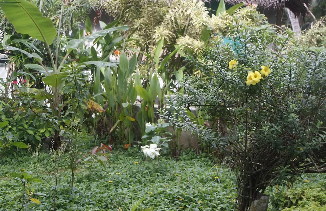 Anitha'S Garden Stay-1