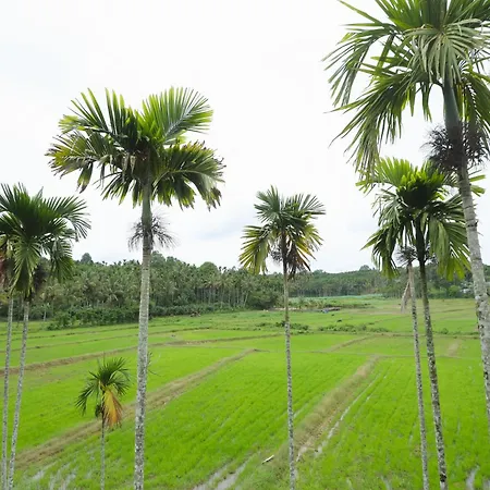Paddy View Resort Wayanad-3