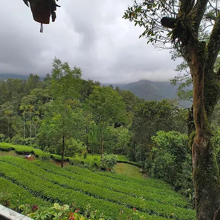 Green Tea View-2