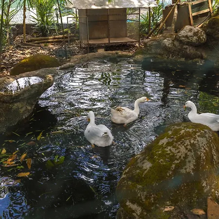 Letstay Adithya Nature Resort & Spa-2