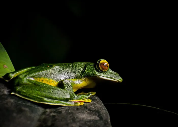 Monsoon Retreats Ecostay- Treehouse Thekkady
