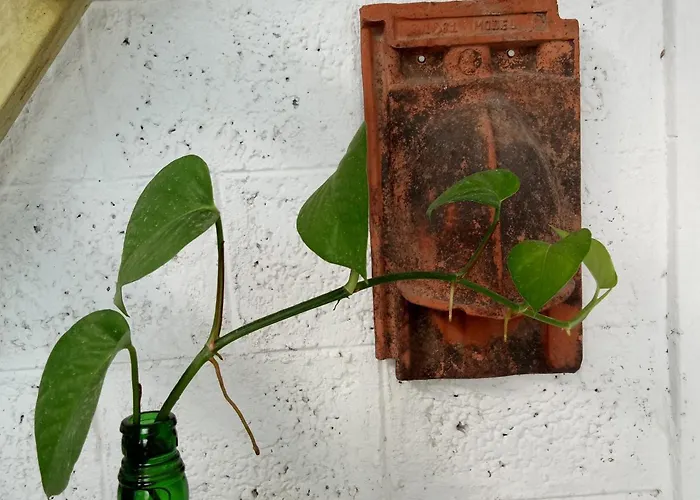 Adams Wood House Ayurveda Homestay Retreat Kochi